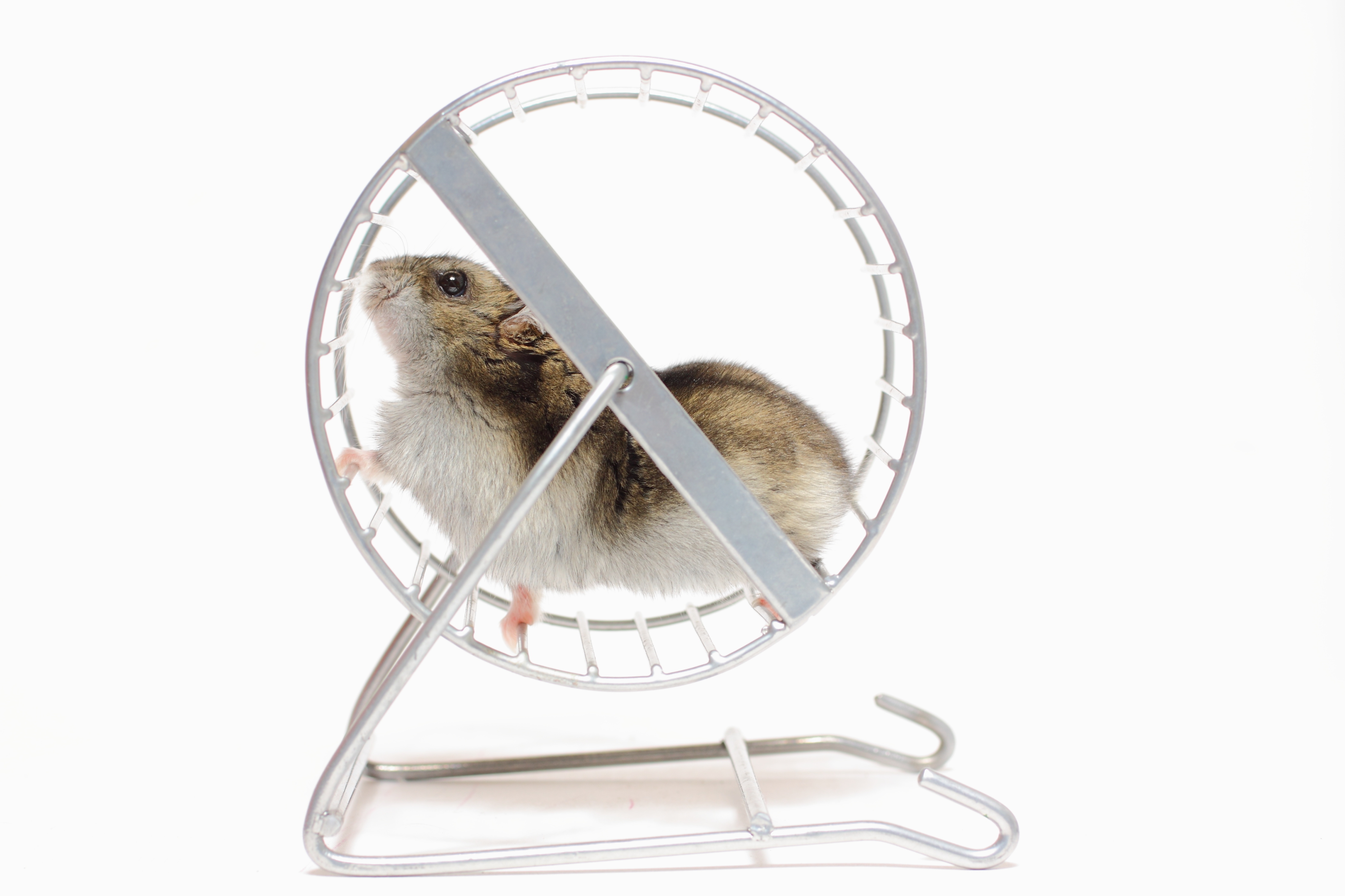 hamster wheel